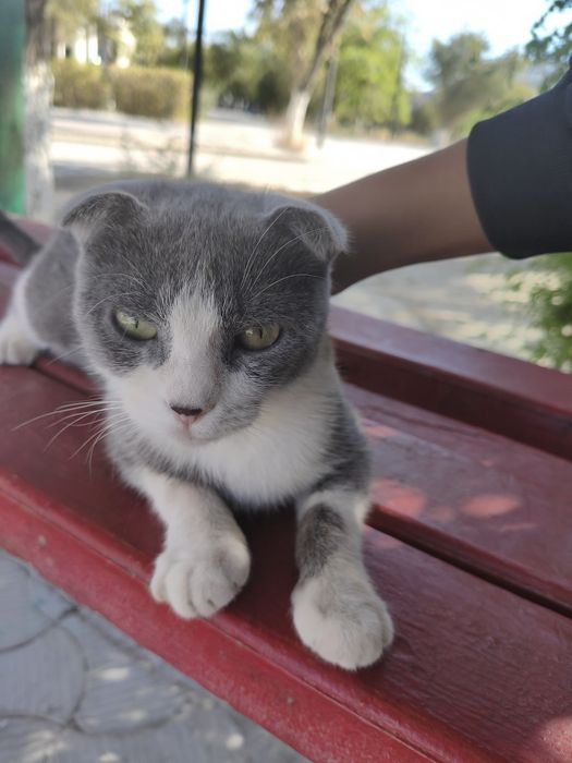 Продаю кота вилосуху