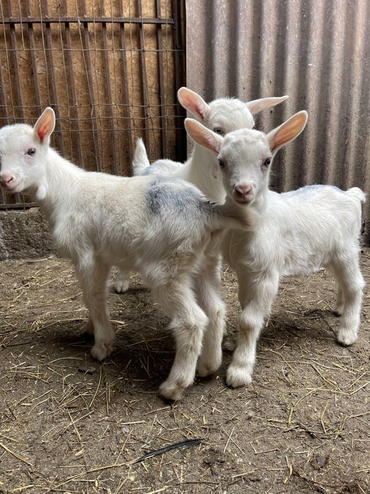 Super oferta de vanzare iezi sannen