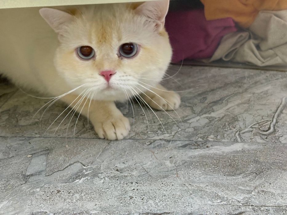 British shorthair tozza parodali mushuk