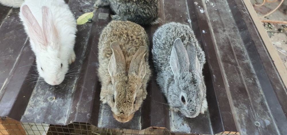 Quyon va tovuq va katak