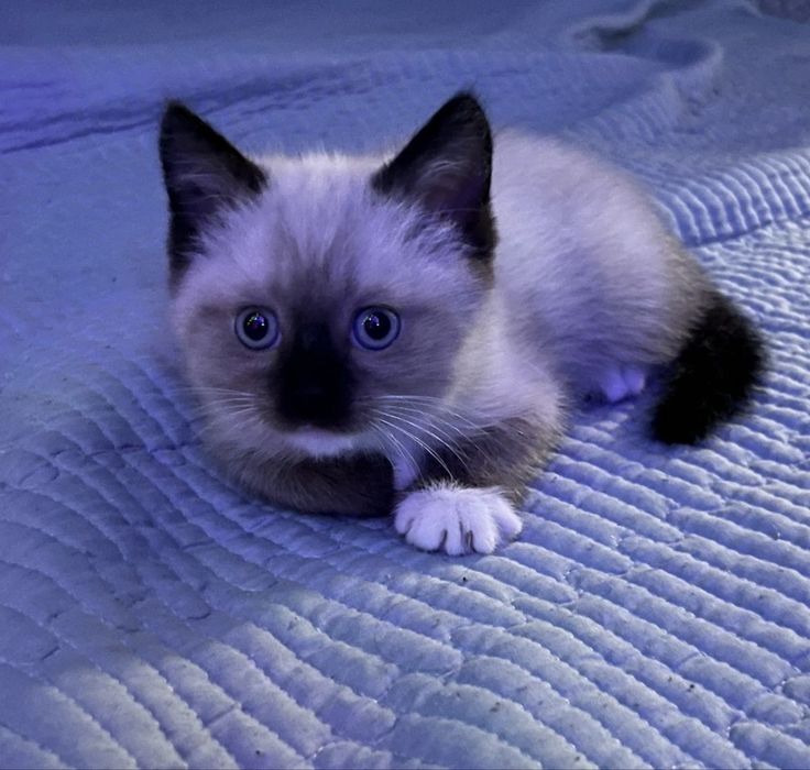 Отдам котенка в добрые руки