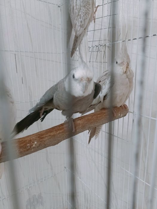 Папугай сатылады