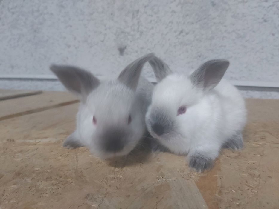 Продаются кролики крольчата куен болалари.  Калифорния