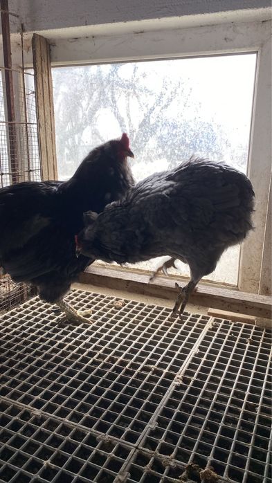 Araucana albastru 1+1 si cocos plymouth