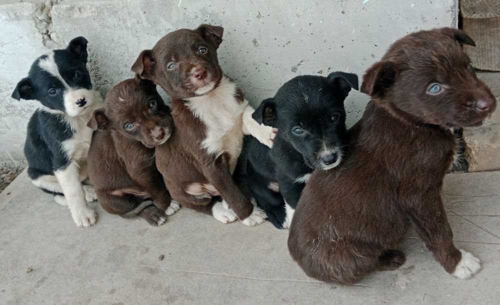 Маленький собаки