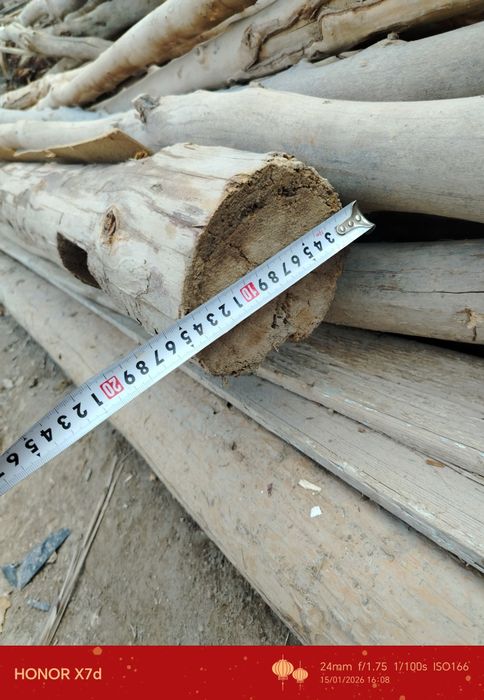 Шарқырауық, әри жайдың төбесине бастырыуғада болатын ағашлар