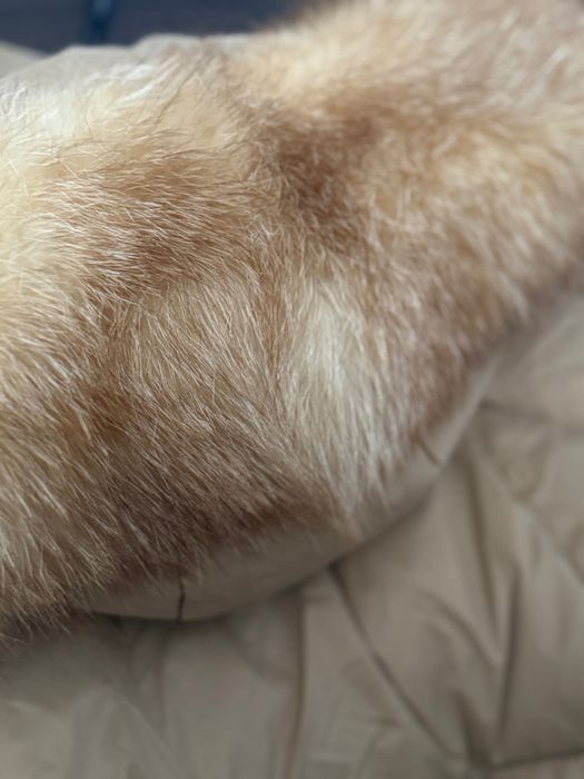 Geaca cu blanita naturala de vulpe aurie