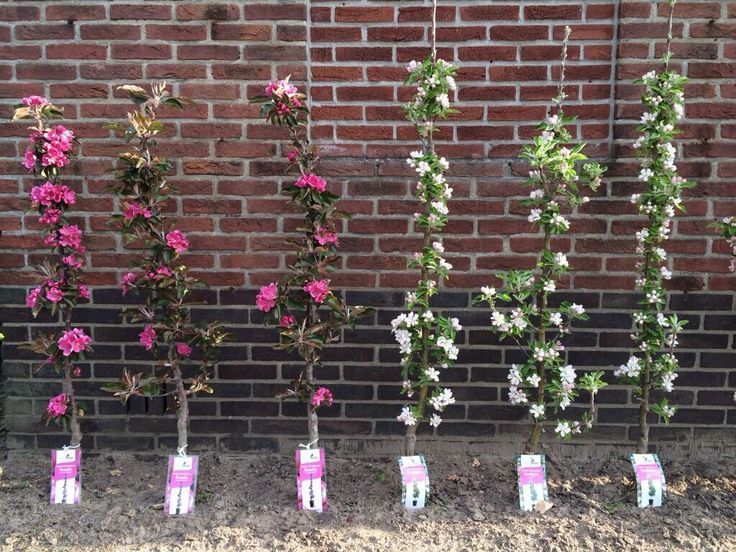 Pomi fructiferi columnari