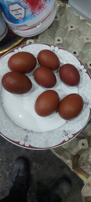 Oua de marans pentru incubat