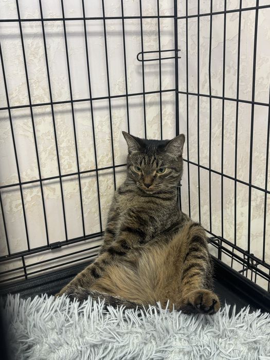 Ветеринар на дом