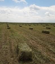 Baloti patrati lucerna/ fân