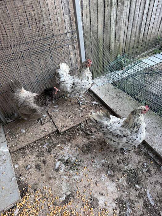 Vand gaini australorp