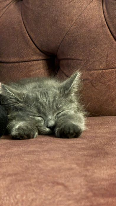 Vand Siberiana de padure