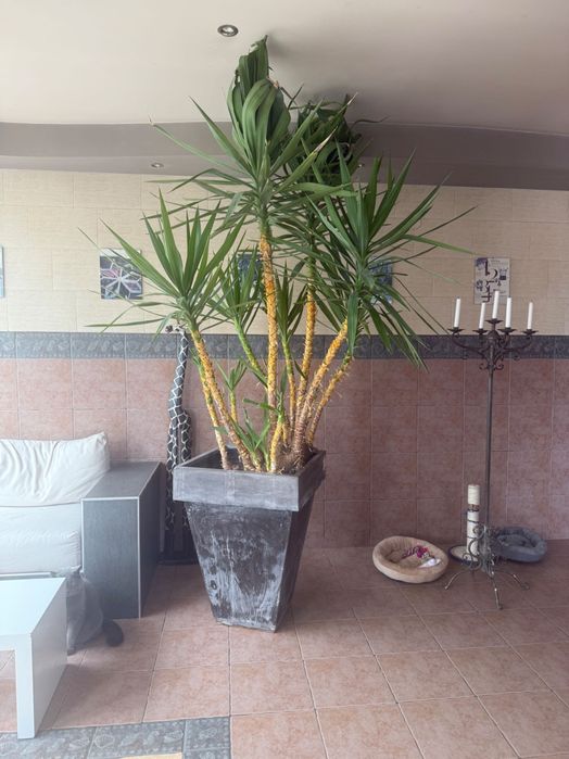 Цветя ЮКА, Кактус, Алое Вера, Финикова палма