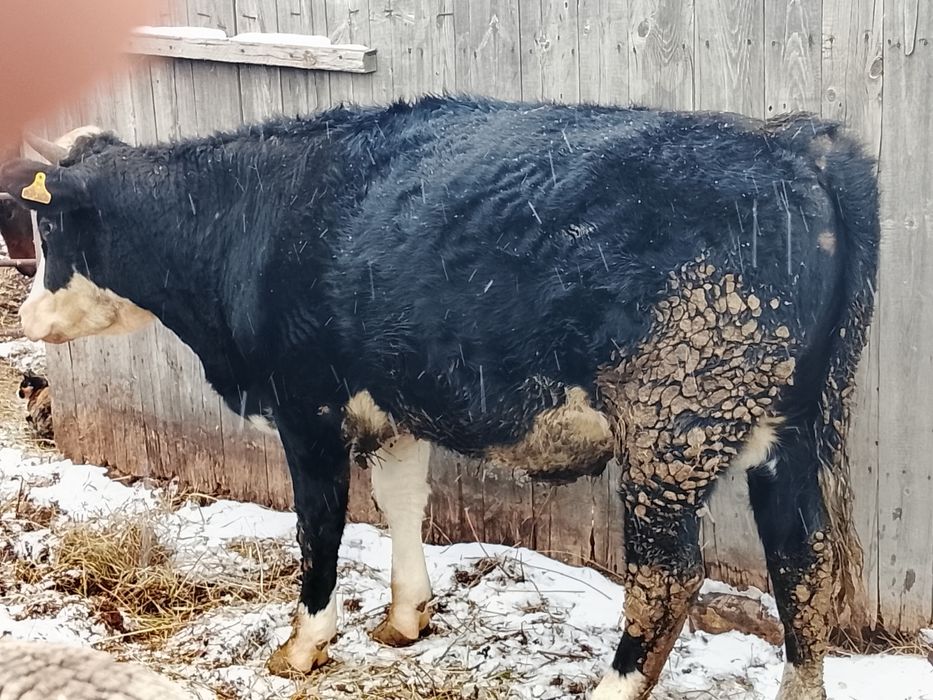 Продам бычка кастрат с откорма