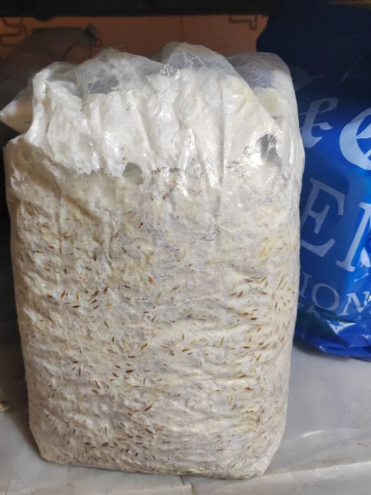 Мицелий вешенки грибы