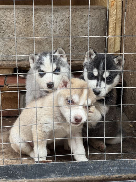 Продам хаски породистые
