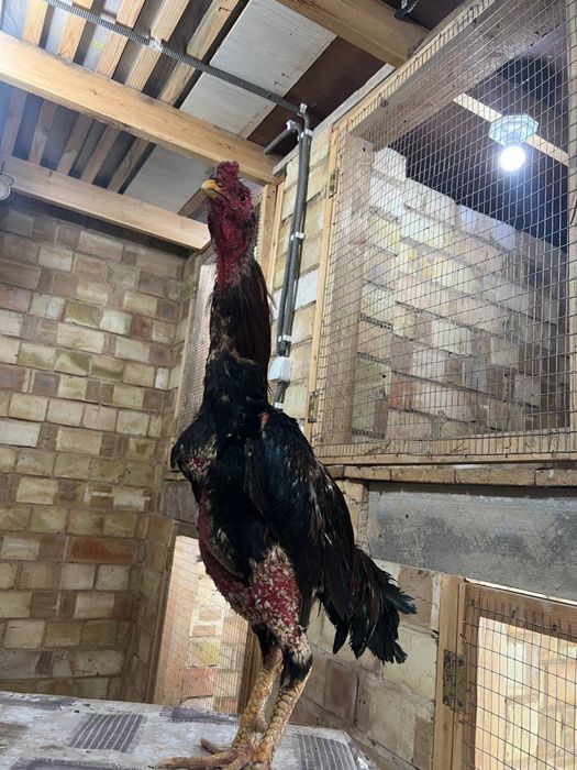 Dakan xoroz sotiladi