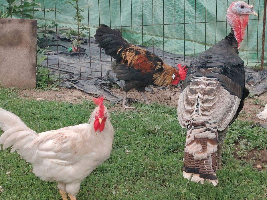 Vând cocoși diverse culori sau rase tineri mici (chaboo sau pitic) sau  mari(  apr. 2 kg )crescuți în sistem gospodăresc