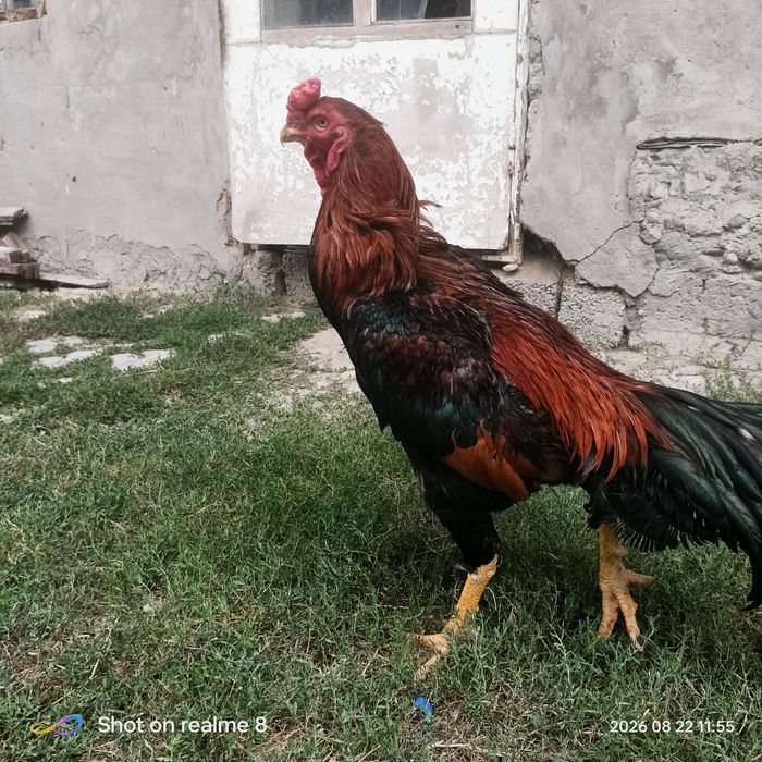 Boboqi xuroz sotiladi