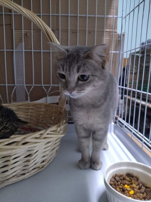 Отдам в добрые руки