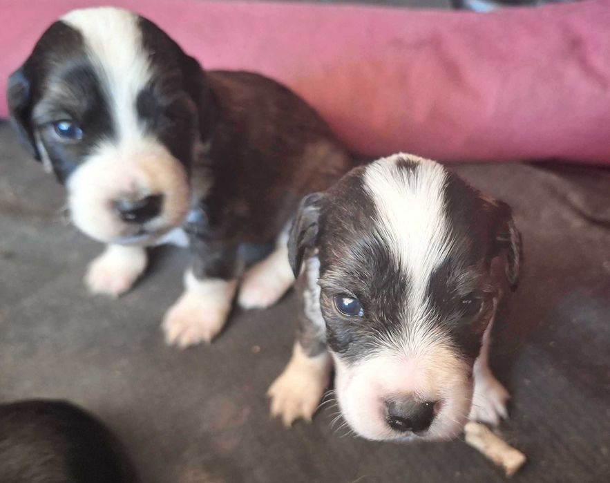 ПОДАРЯВАМ малки кокерчета