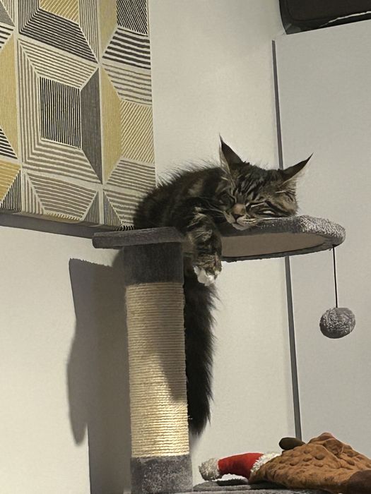 Мейн куун коте мъжко