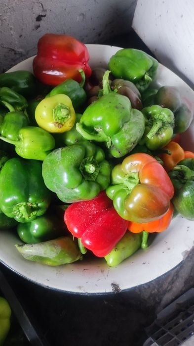 Продам перец светофор