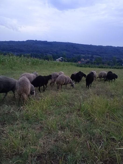 Vând miei karakul