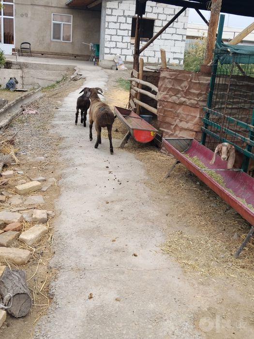 Qoʻchqor barala sotiladi