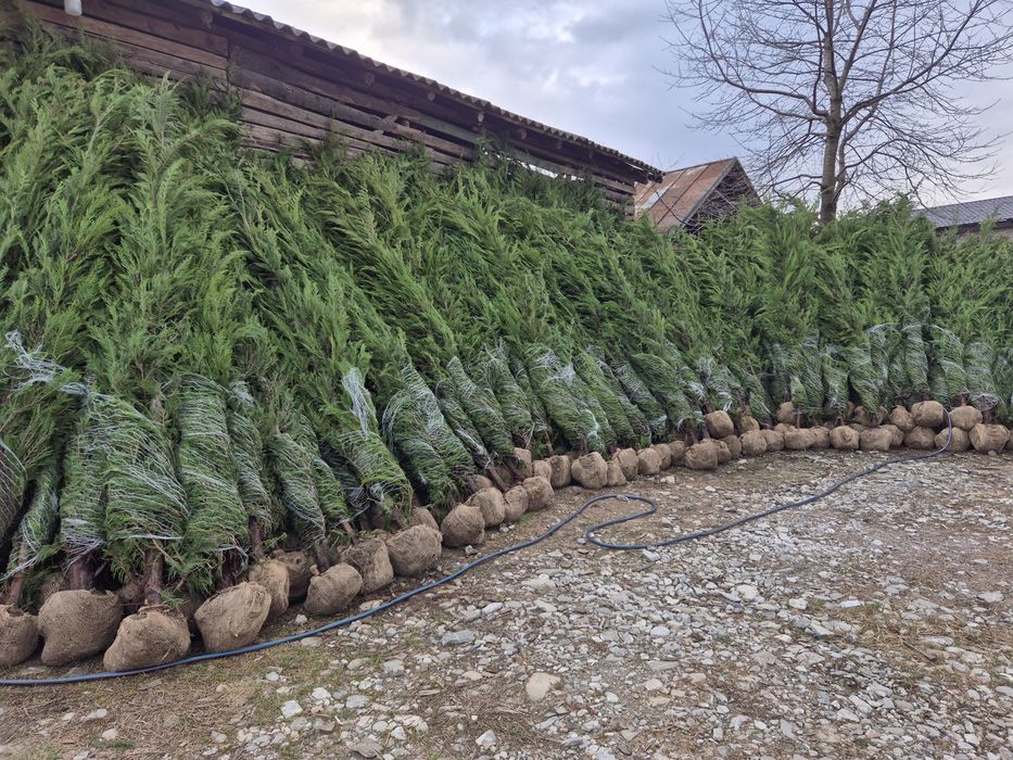 Tuia leylandii ideal pentru gard viu