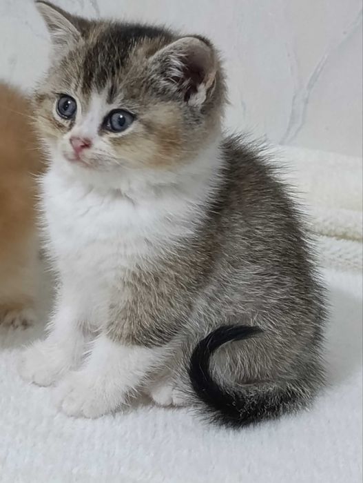 Шикарные породистые котята Британцы