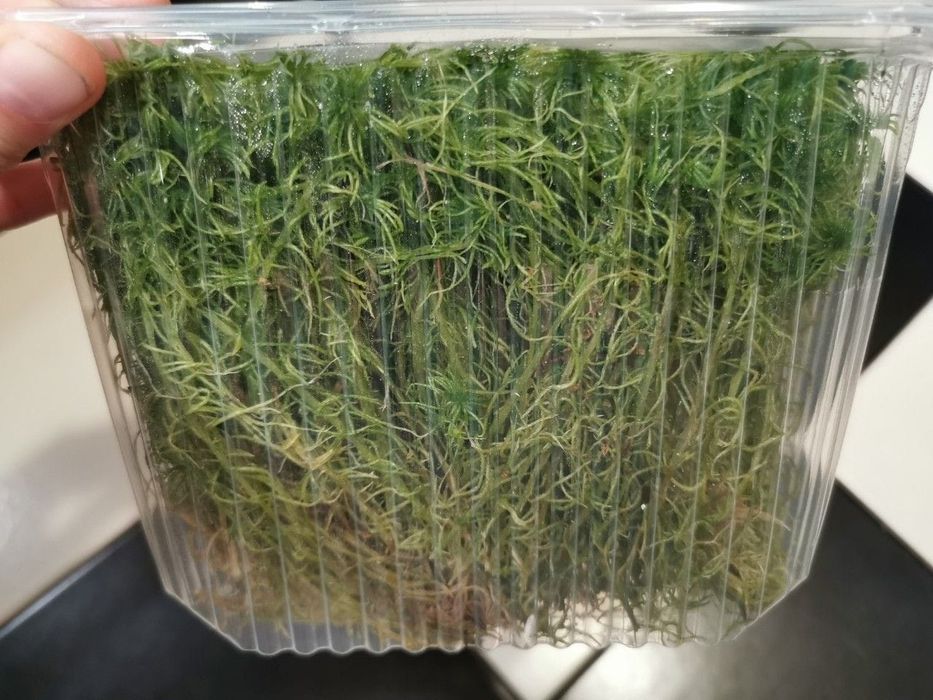 Живой мох Сфагнум  премиум класса 100 г 100 000