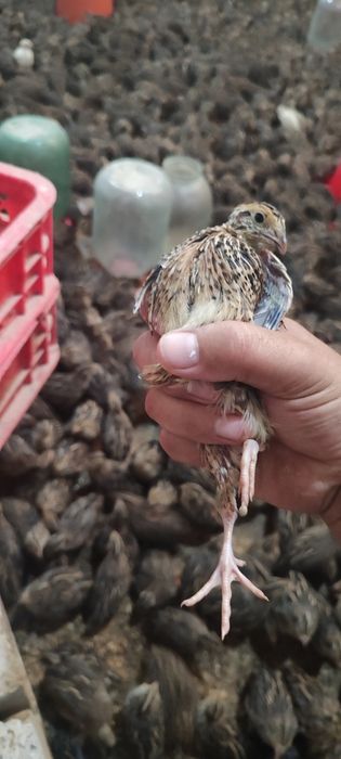 Bedana jujalariga va inkubatsion va tavarni  tuxumlariga zakaz olamiz.