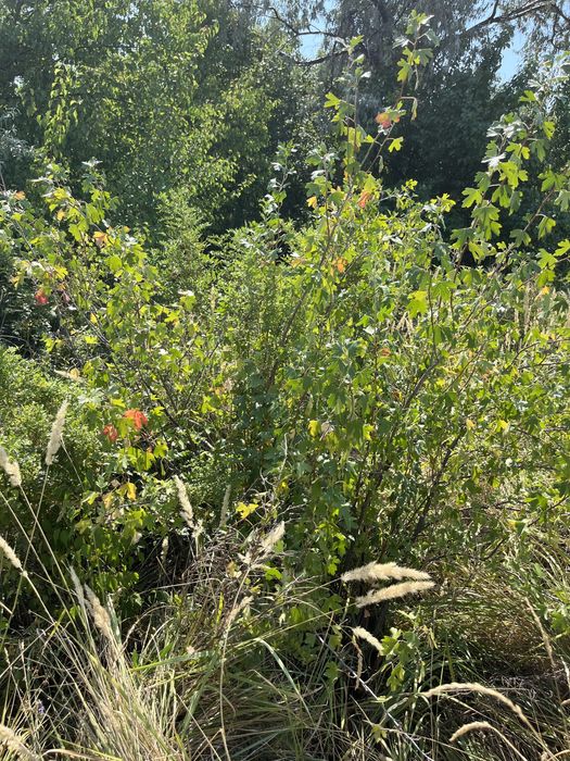 Зем. Участок дача