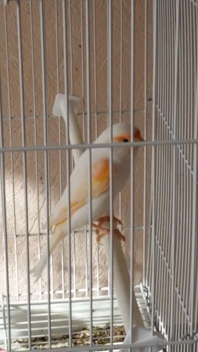 Птицы канарейки с