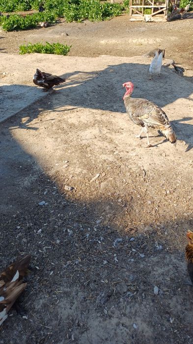 Индюк 1жас еркек