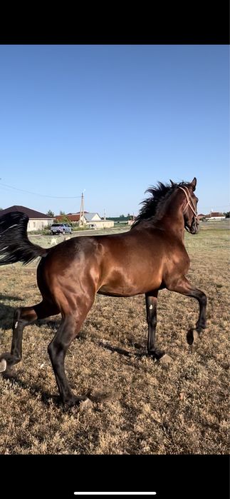 Иноходец Американец Жорға