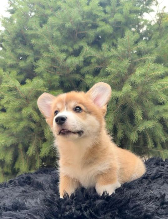 Вельш корги пемброк мальчик
