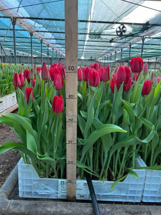 Тюльпаны оптом и розницу