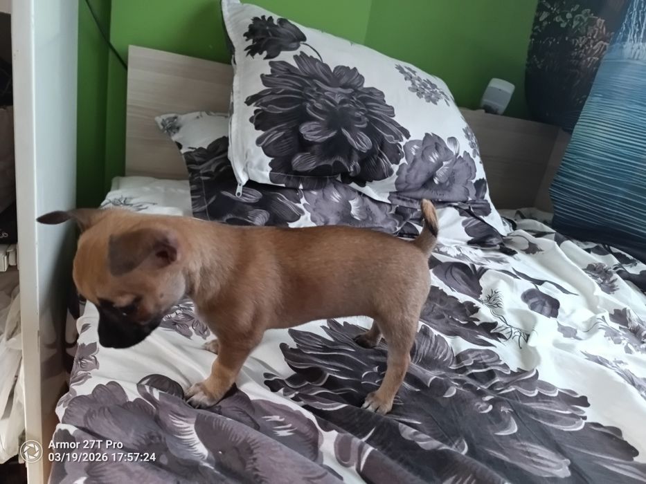 Чихи родено 29.януари 200евро гр. Исперих