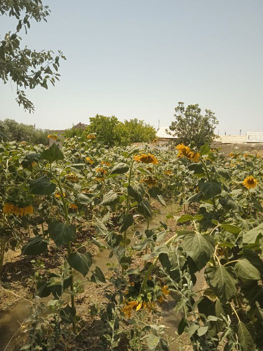 Krasnodar kungaboqar urug'liklari sotiladi