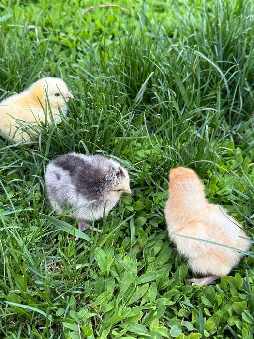 Породистые цыплята