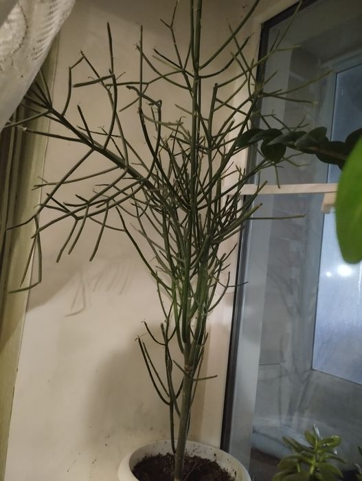 Комнатные цветы дом