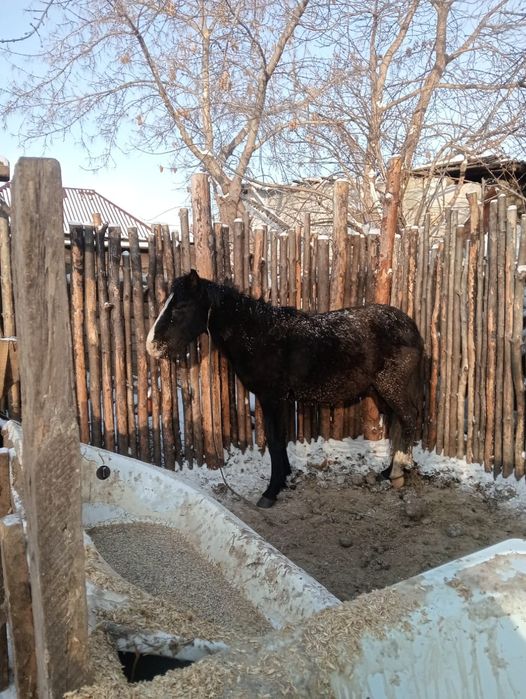 Құнан сатылады откорм да тұр