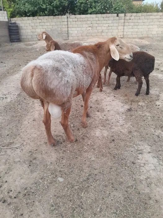 Продам кошкаров племменных