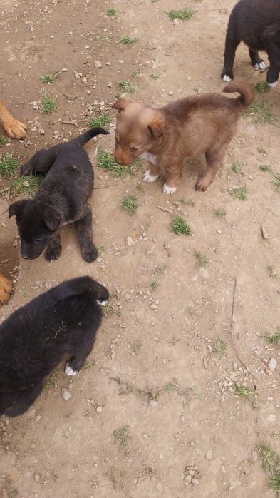 Donez căței 5 săptămâni