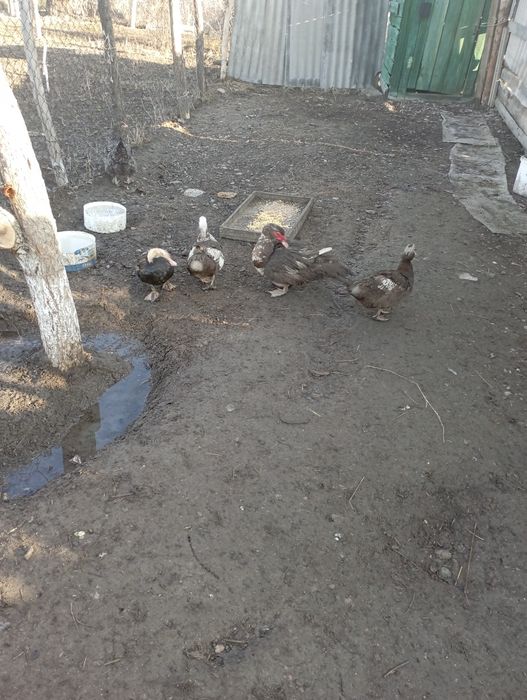 Утка сатамын прадам утка