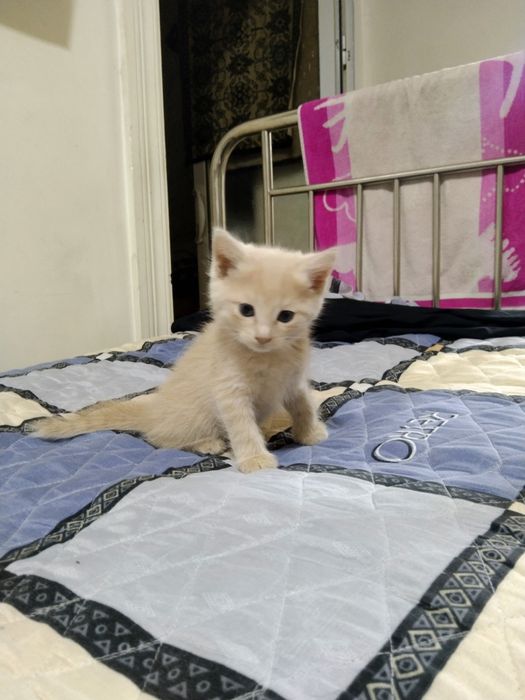Отдам котят в добрые руки
