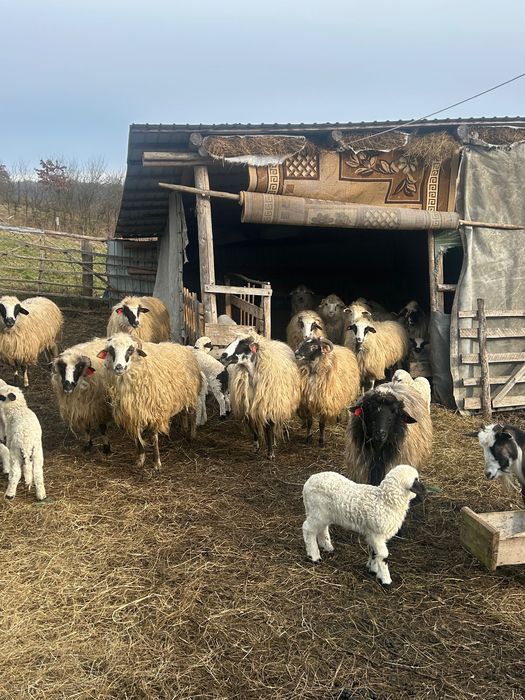 Oi ținere de vânzare